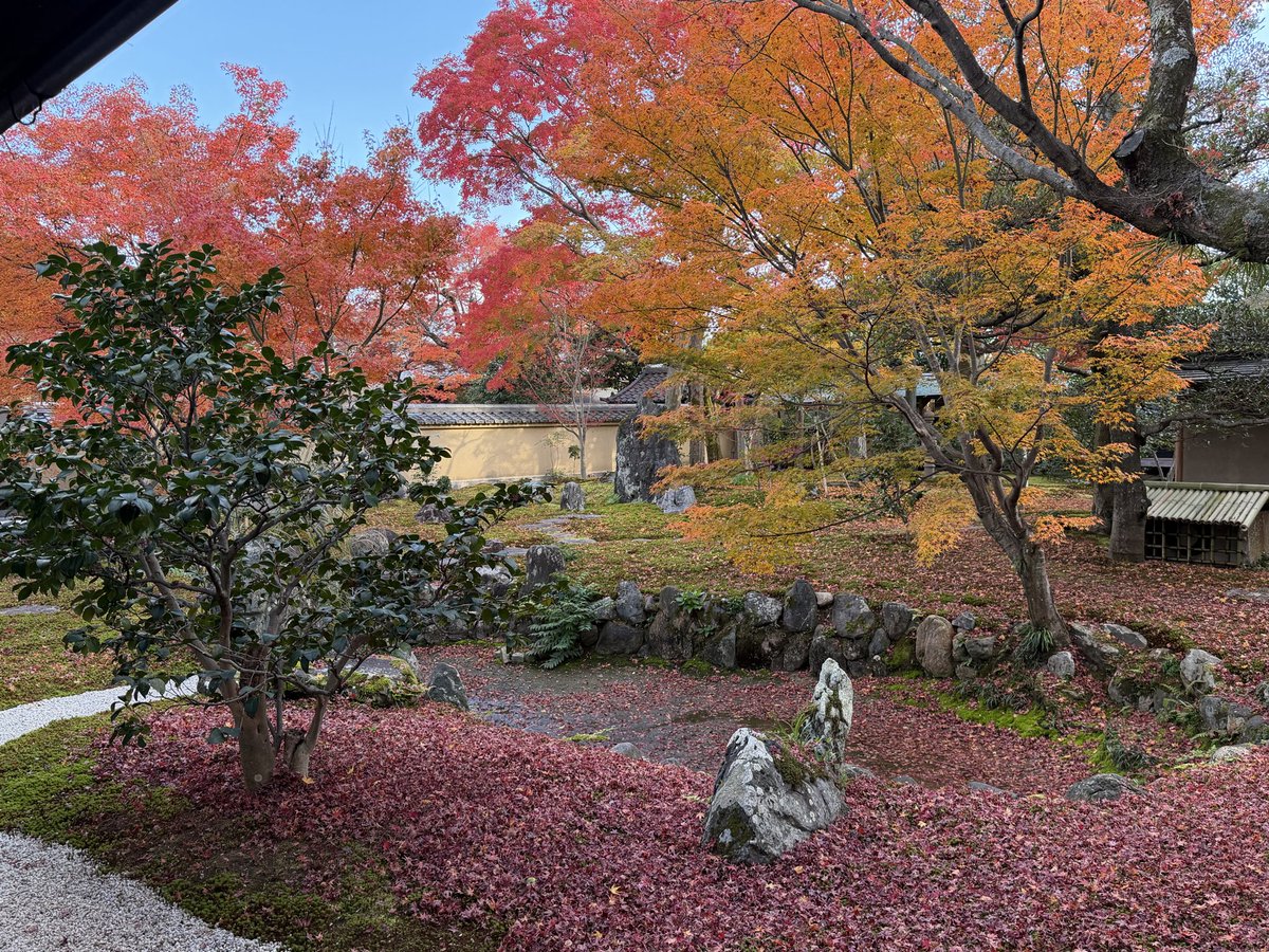 jppeperon's tweet photo. 20251127 大徳寺黄梅院
晩秋の京都。紅葉が綺麗ですね。
#大徳寺黄梅院　#京都　#紅葉 https://t.co/JW7RpvnSRQ
