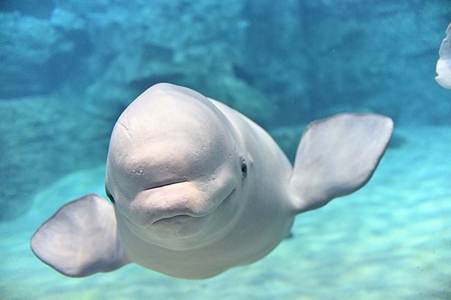 lamouresttoutoi's tweet image. ずっとふうまくんがアザラシに似てるって言われてるの見てて、確かに似てるけどもっと似てるのいた気がする………と腑に落ちずにいたけど、シロイルカかも  高い声出るし……