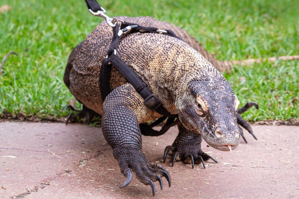 #Politisch #verfolgt ist derjenige, der sich nicht #frei bewegen kann, wenn er die Klappe aufmacht. Selbst wenn er sich im #rechtsstaatlichen #Zoo aufhält und unterhält, wo ihm #Freilauf im #Gehege garantiert sein sollte! Zumindest in der #Demokratie!🧐🥸😎