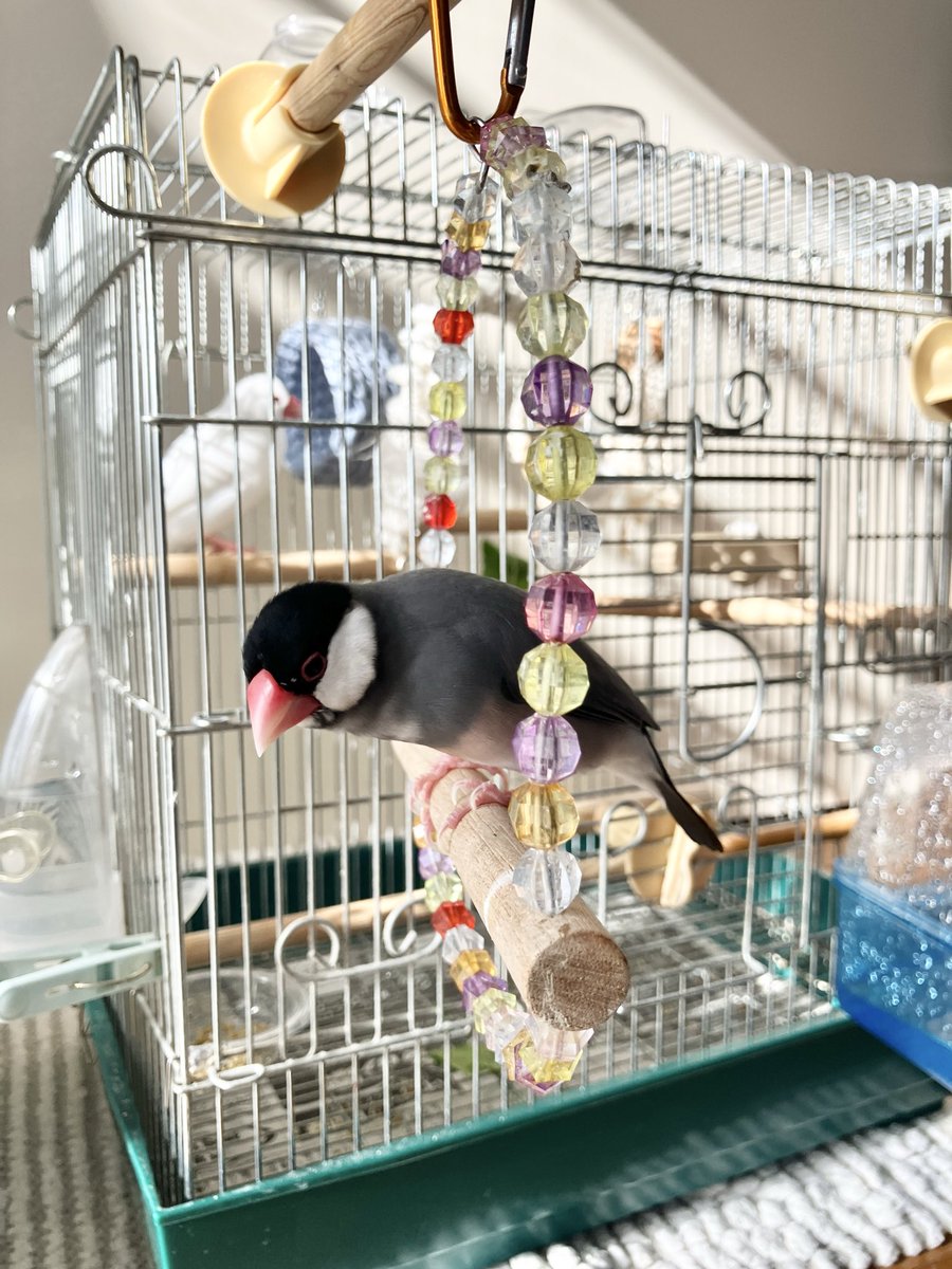 床のご飯を見つけたつみれさん