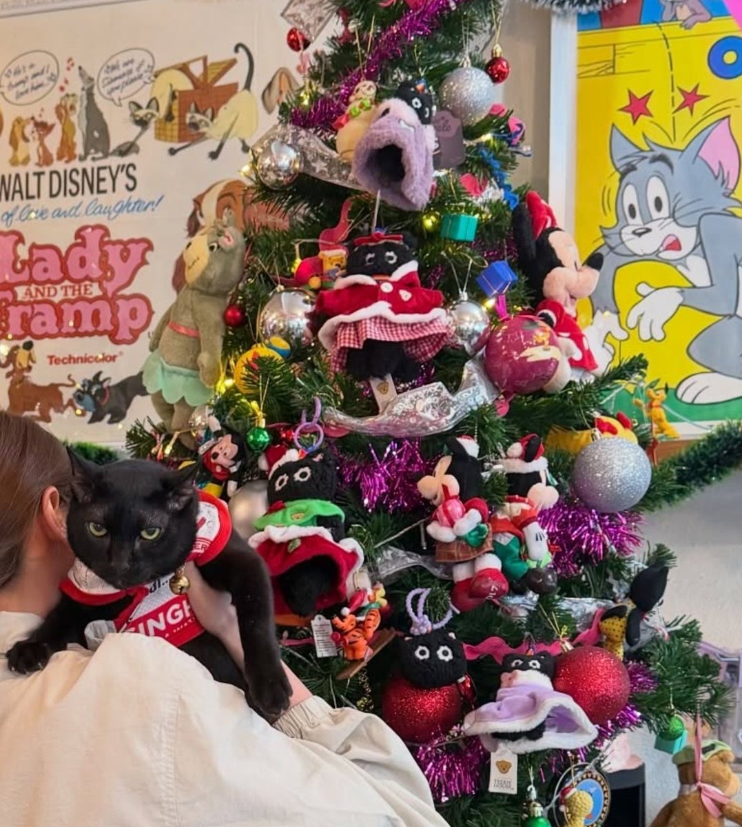 ParichatMM_'s tweet image. ลูกค้าไปคาเฟ่ แล้วถ่ายรูปอันตรงต้นกานุเล่มา แมวดำตัวไหนคือตัวจริงคะ 😂