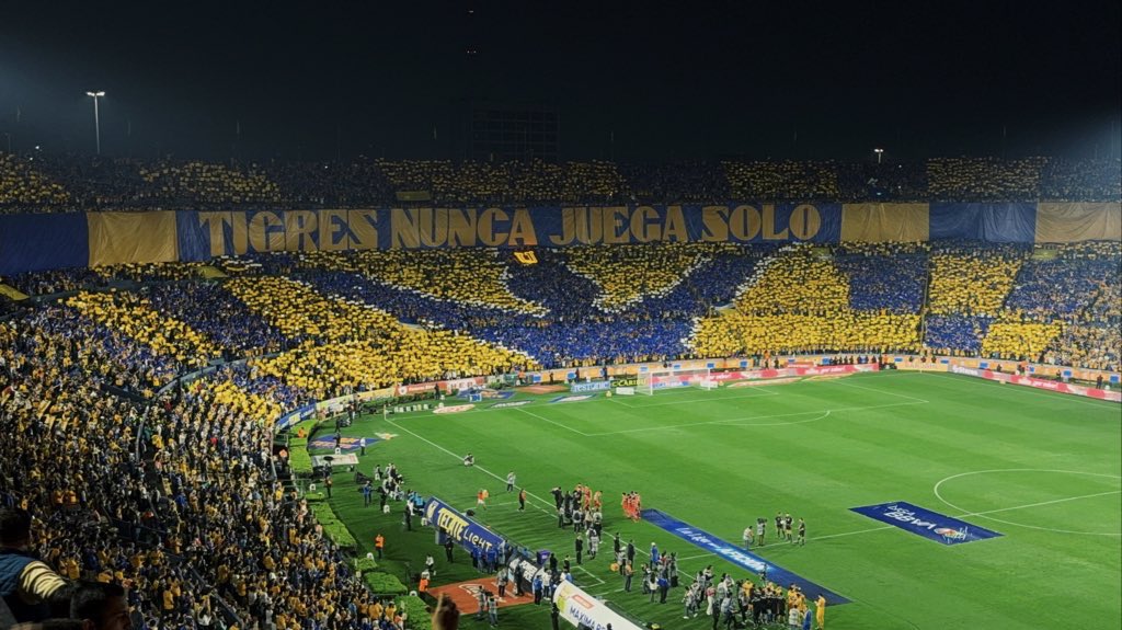 tigres querido