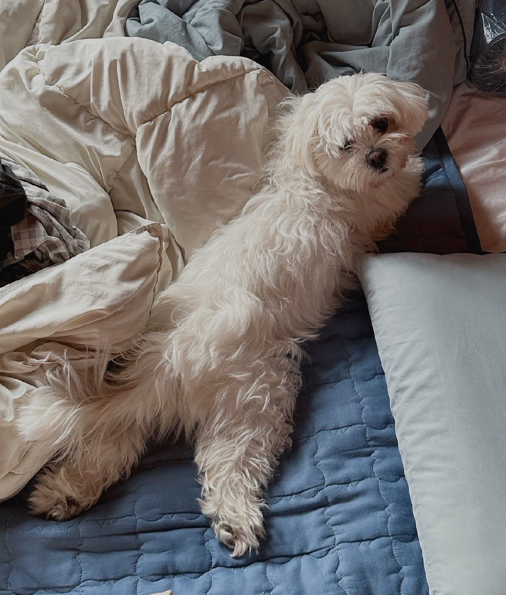 picklewooju's tweet image. 입양 직후 다짜고짜 침대에 눕다•••
                                                  입양 셋째날 언니를 밟다•••