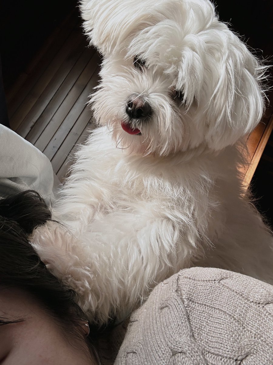 picklewooju's tweet image. 입양 직후 다짜고짜 침대에 눕다•••
                                                  입양 셋째날 언니를 밟다•••