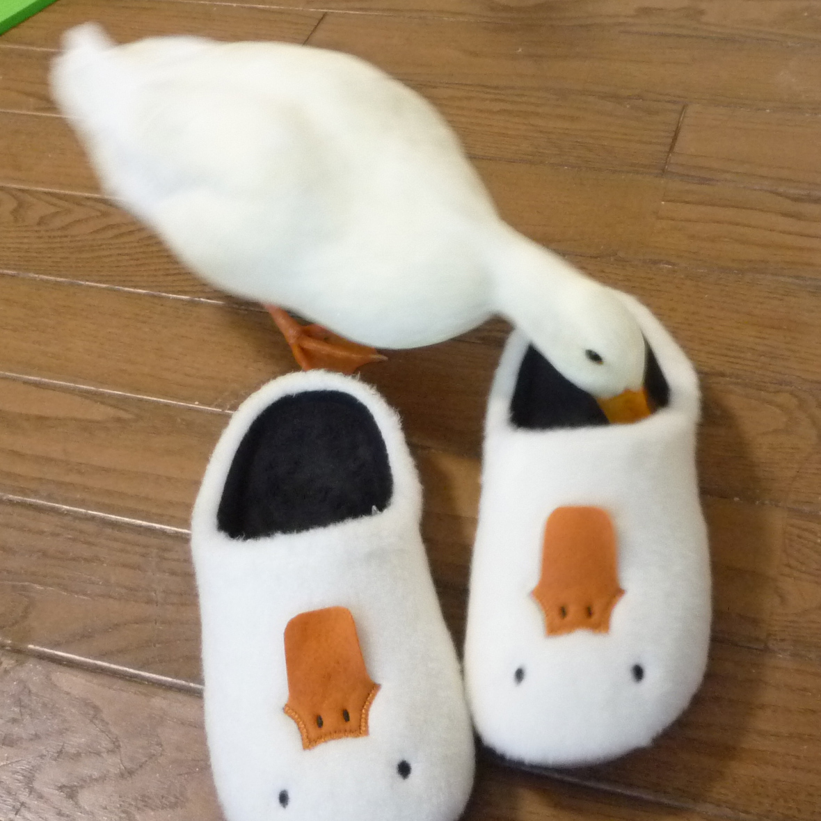 pu_ti_66em's tweet image. しまむら４件目にしてついにゲット
早速チェックが入りました