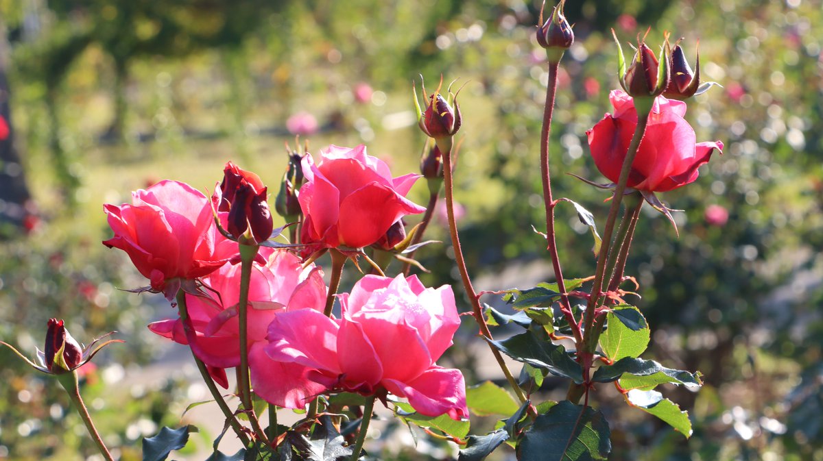 本日のバラ園の様子です🌹 秋バラとは、秋に咲く四季咲き（一部