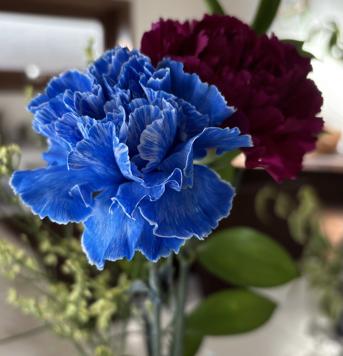 カーネーション】 神秘的な青いカーネーション。✨ 青い花に惹かれます
