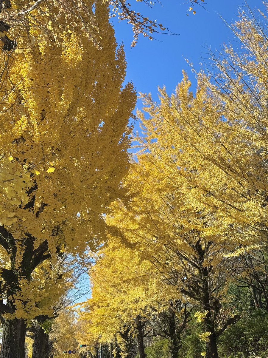 𐔌 . 𝜗𝜚 ₊ ꒱ tweet media