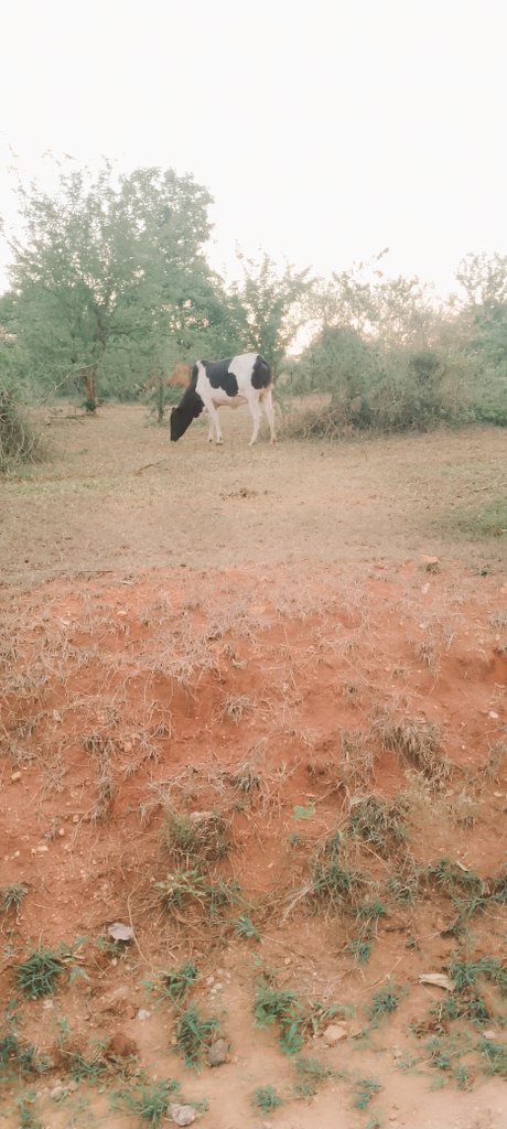 Hii picha ilipigwa saa 12:05 Asubuhi, hao wanaooneakana hapo ni ng'ombe wa shamba la mifugo ngerengere (Livestock Management Unit-LMU) zamani DAFCO.

Kulikuwa na ng'ombe 4 na walisahaulika wakati wa kuchunga.

Sijui nataka kusemaje, tusipoendelea tunasingizia ikonomiki saboteji
