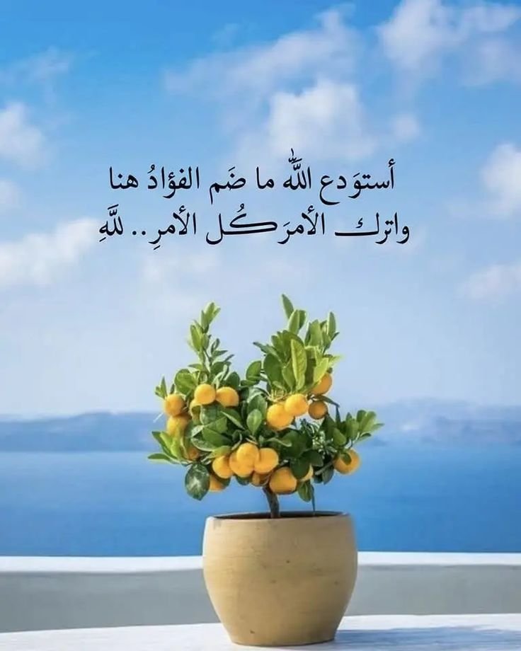 wn194's tweet image. 