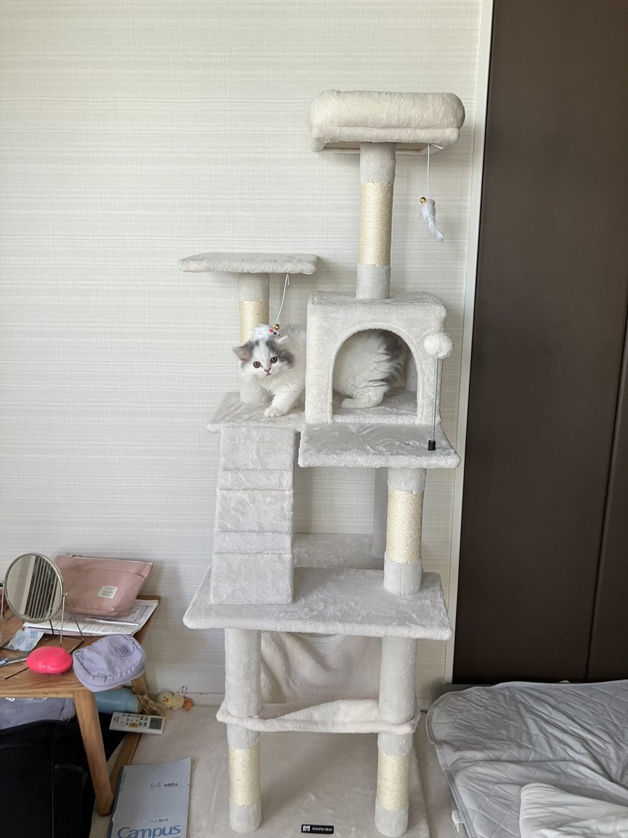 icha_zzz's tweet photo. 猫猫ﾀﾜｰ完成 https://t.co/bccRp30uCd