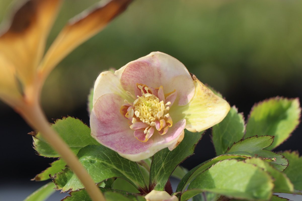 ohgi_nursery (@OhgiNursery) / Posts / X