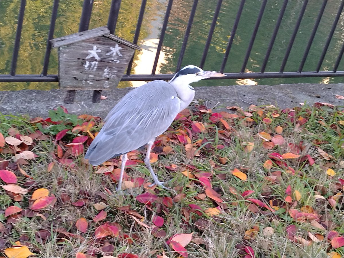 ajax_express's tweet image. アオサギパイセン上陸中