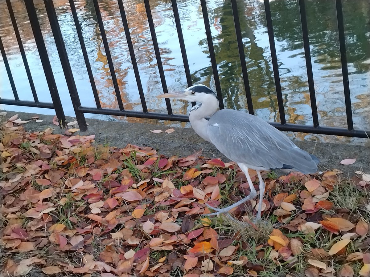 ajax_express's tweet image. アオサギパイセン上陸中