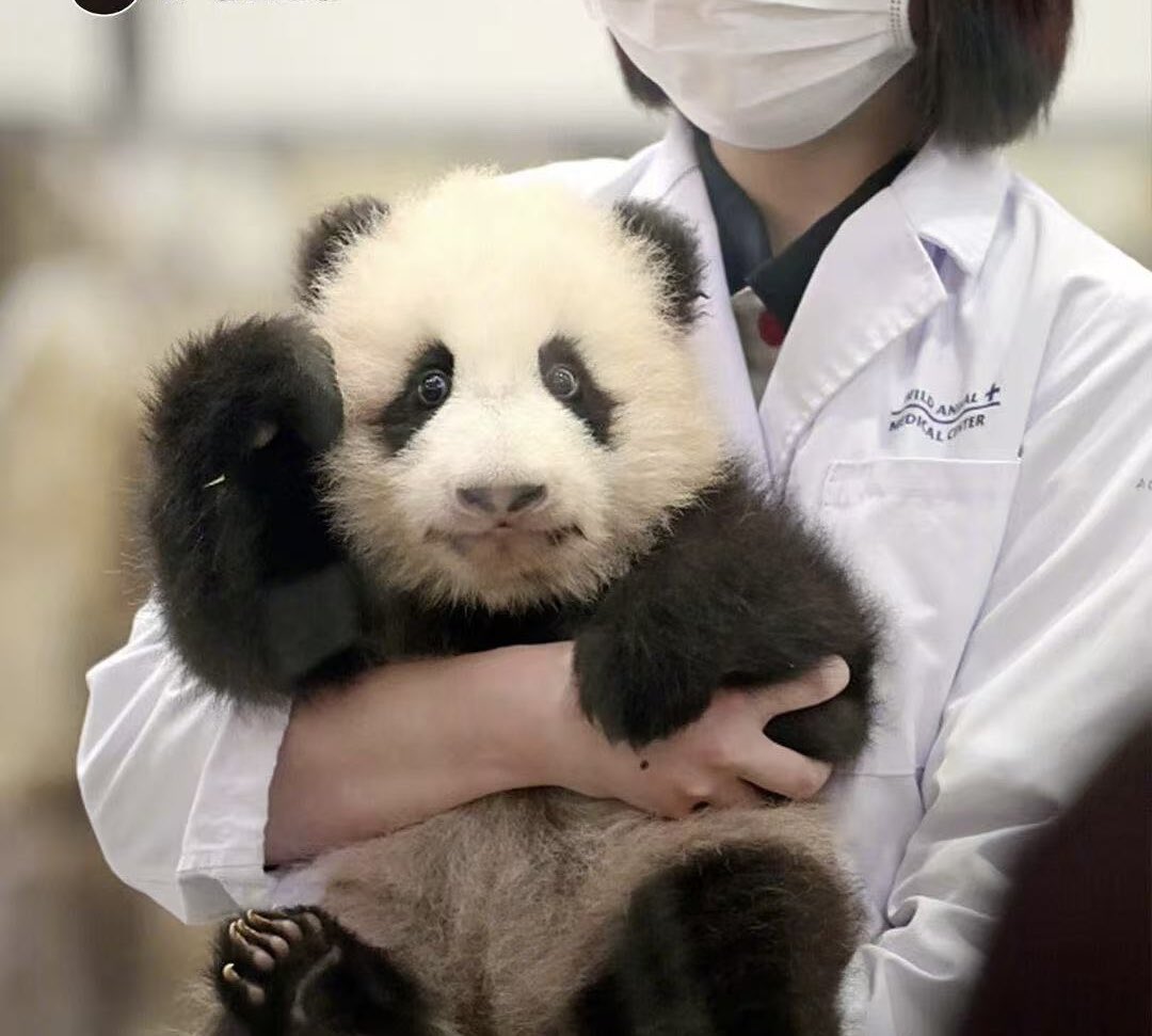 私たちで振り返りましょう🐼🍁“枫浜”の1周年の日に、“冒険世界”の