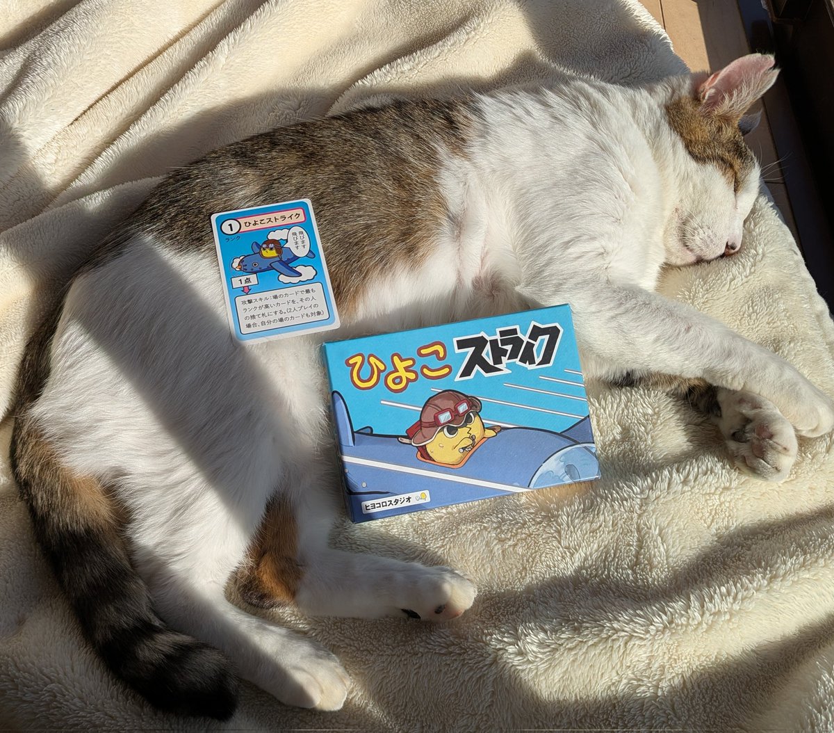 hiyokoro145's tweet image. 実家の猫と記念に一枚