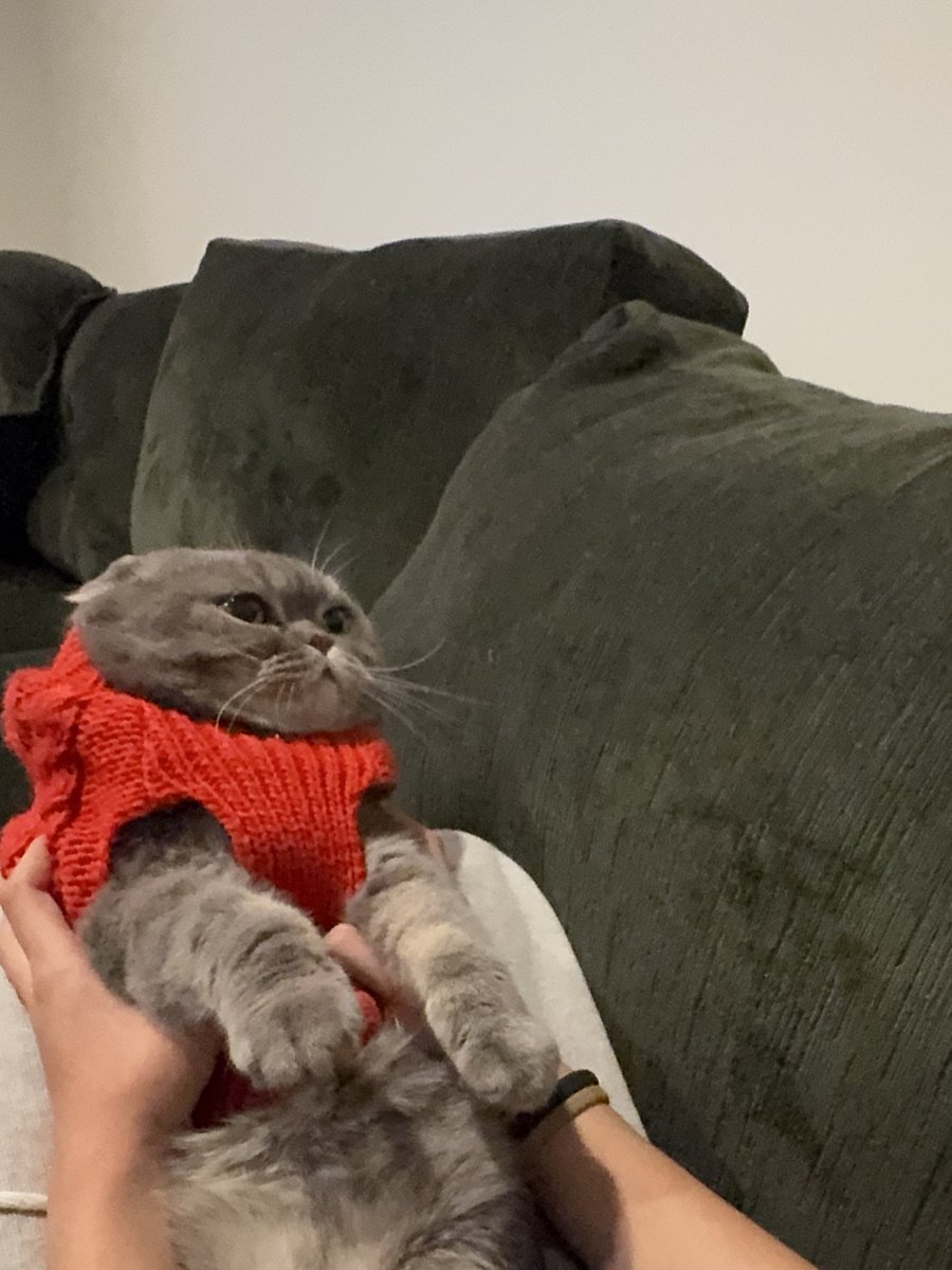 quirkdup's tweet image. a winter sweater for lucy