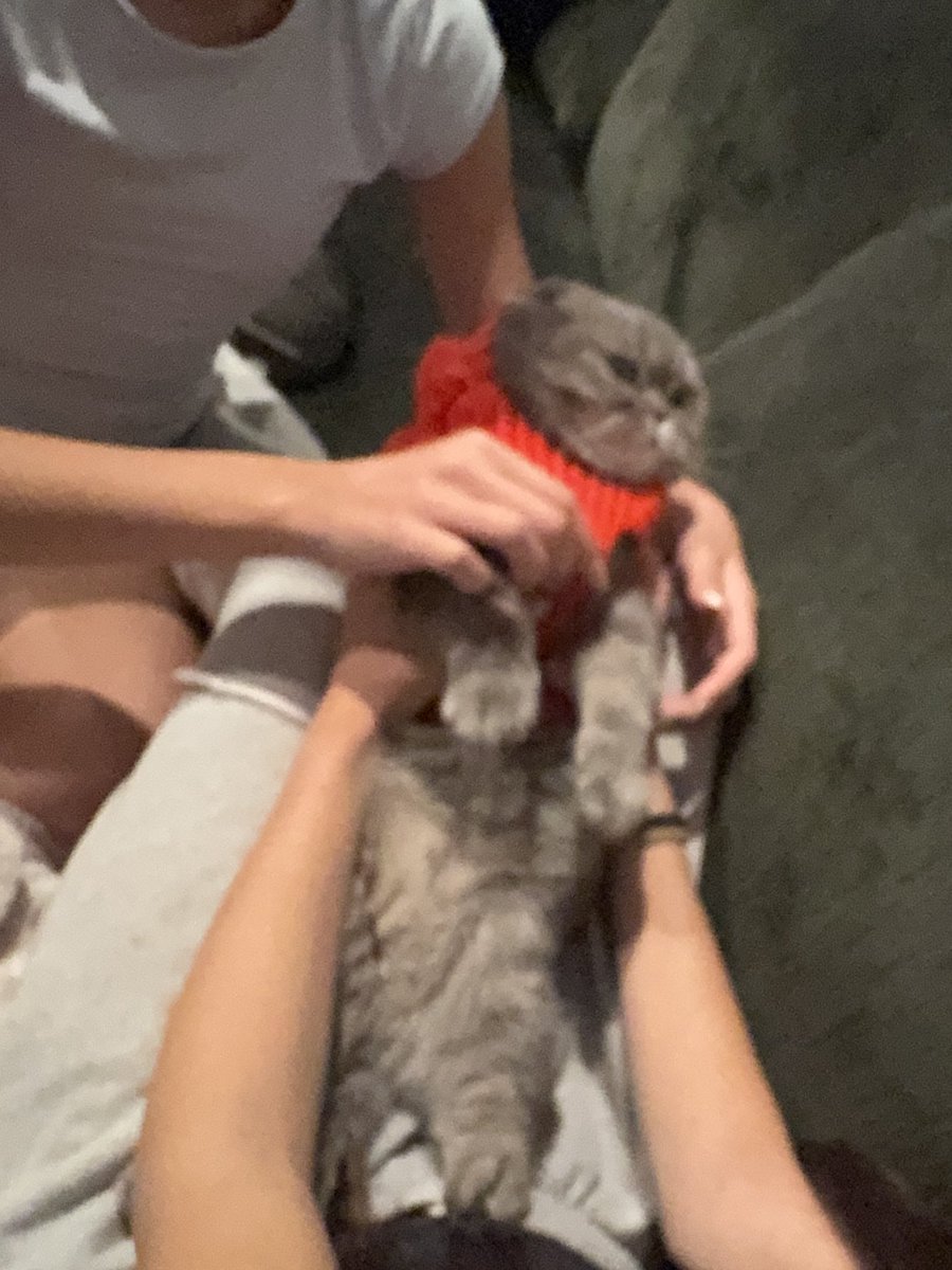 quirkdup's tweet image. a winter sweater for lucy