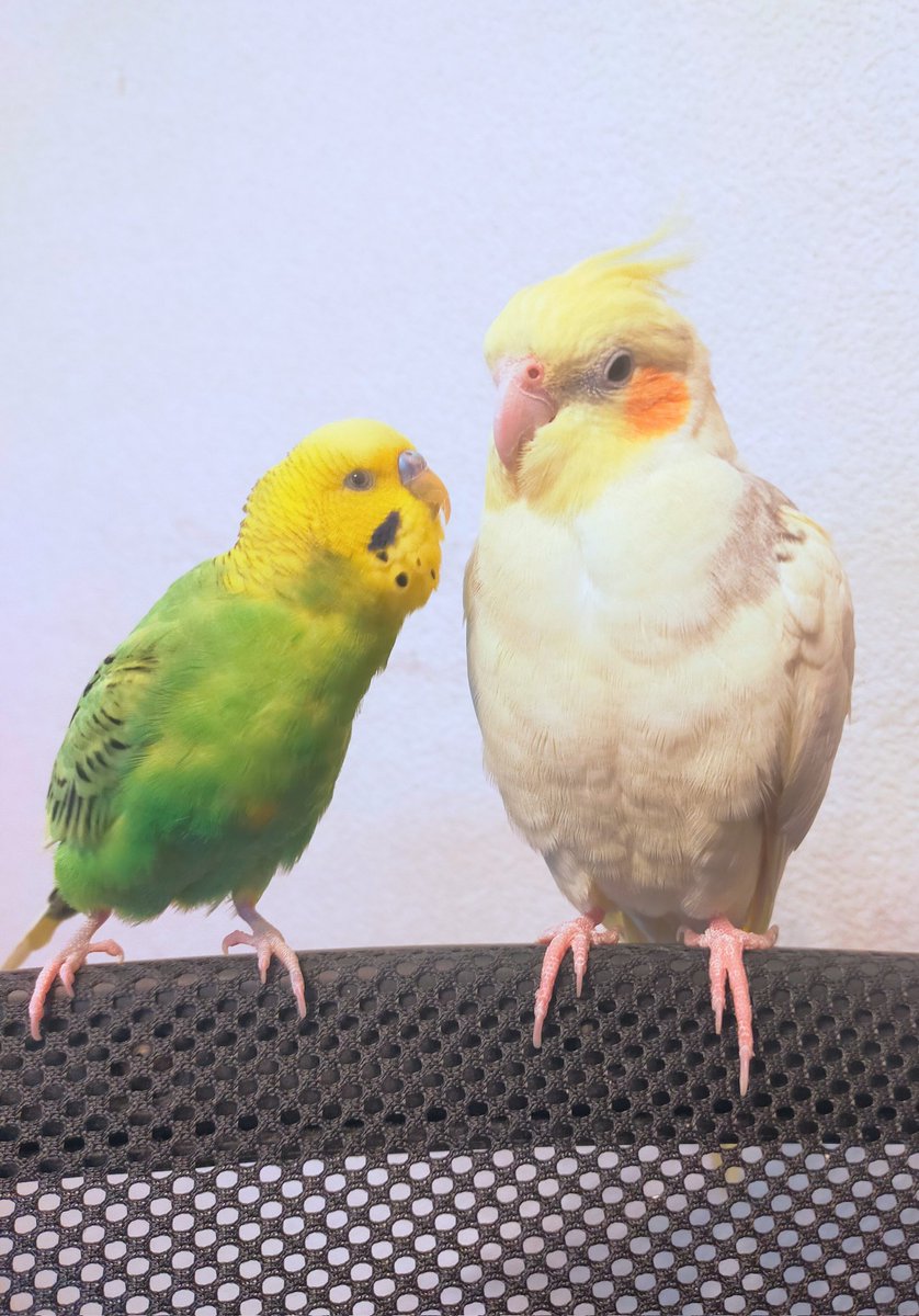 一番人気❗️今年ラス1❕️手作り額付き銅版画応用絵画　「きらめきニャンコ」 今月ラス1❗️おすすめ！手作り額付き銅版画作品 title「きらめき