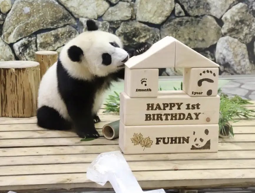 私たちで振り返りましょう🐼🍁“枫浜”の1周年の日に、“冒険世界”の