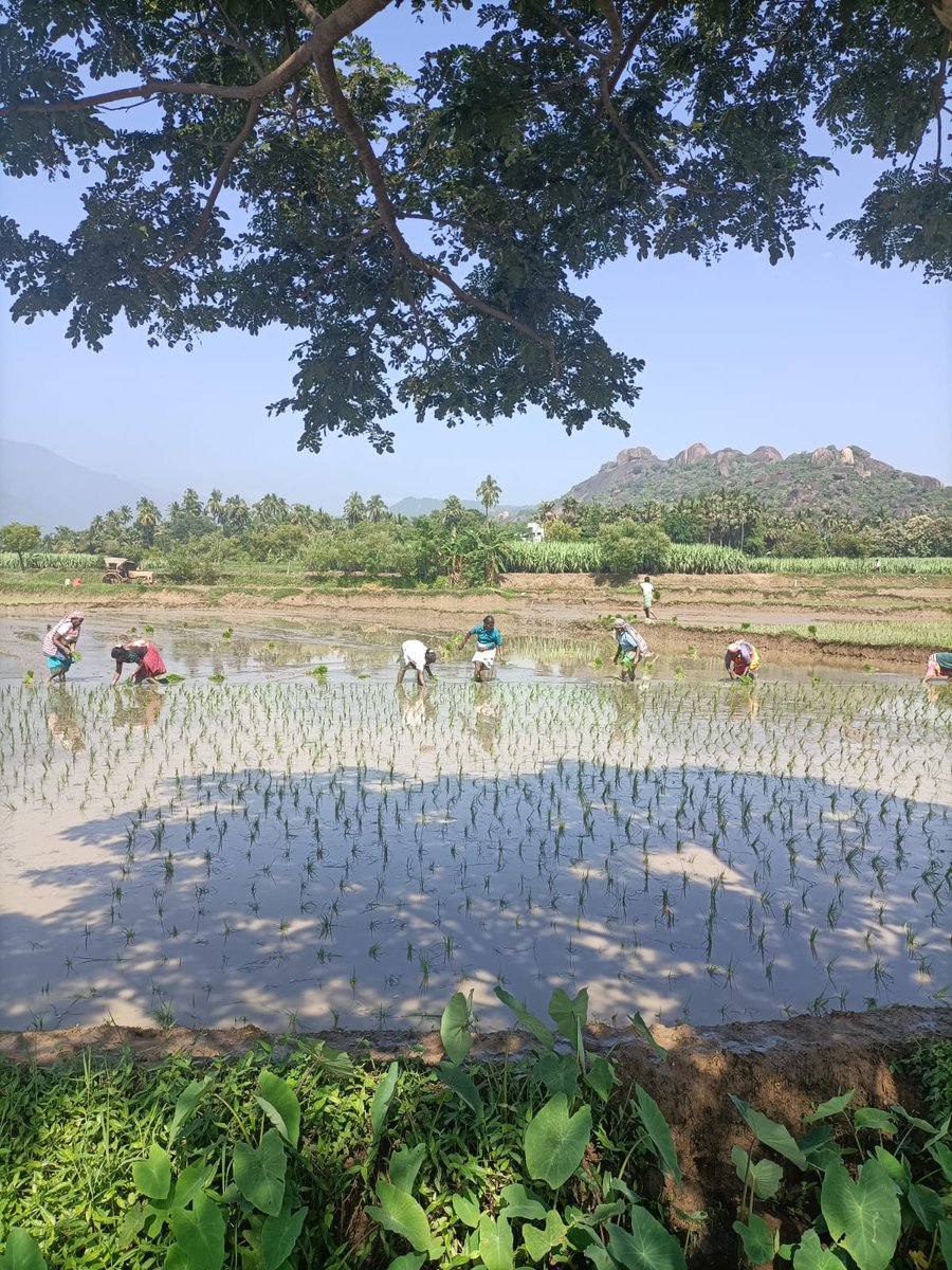 வயல் நடுவை 💚💚