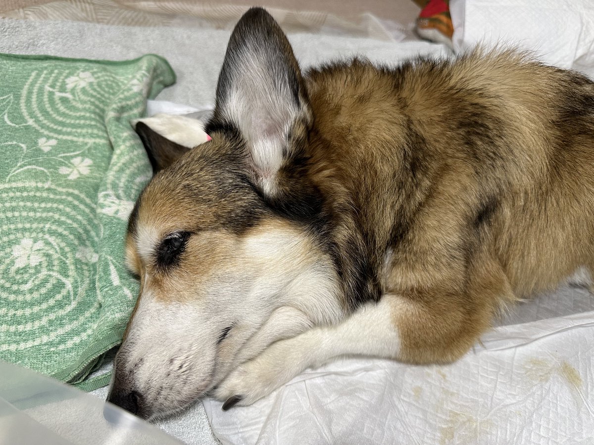 sz_code500's tweet image. 今日のむにゃむにゃ教 #corgi