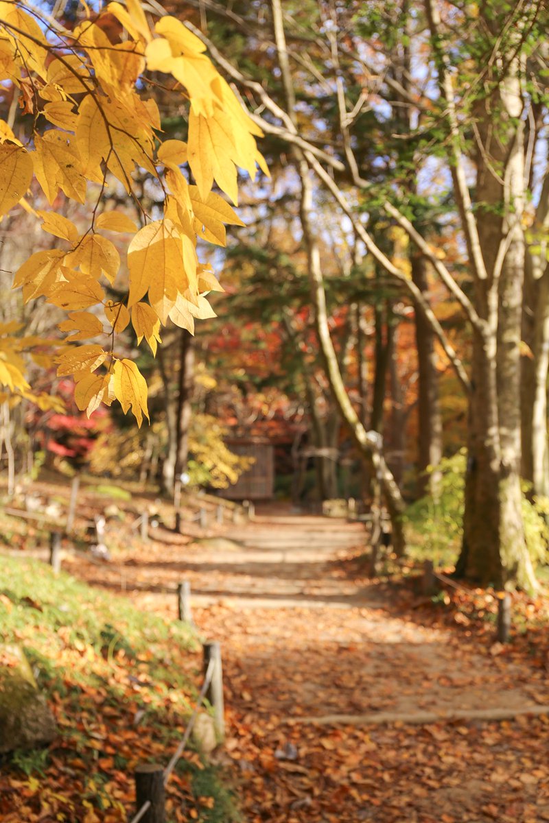 六甲高山植物園 tweet media