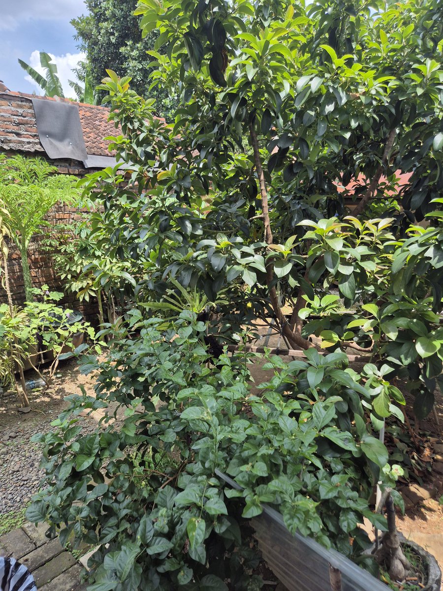 Arihaitham's tweet image. Tidak bisa 100% menyembuhkan bumi

Tapi setidaknya ikut menghijaukan rumah. In this economy kalo paceklik gaada uang setidaknya beli beras aja masih bisa makan. Ada terong, daun singkong, pepaya sama pisang. Sediit privileg tapi alhamdulillah bgt bersyukur atas rezeki ini