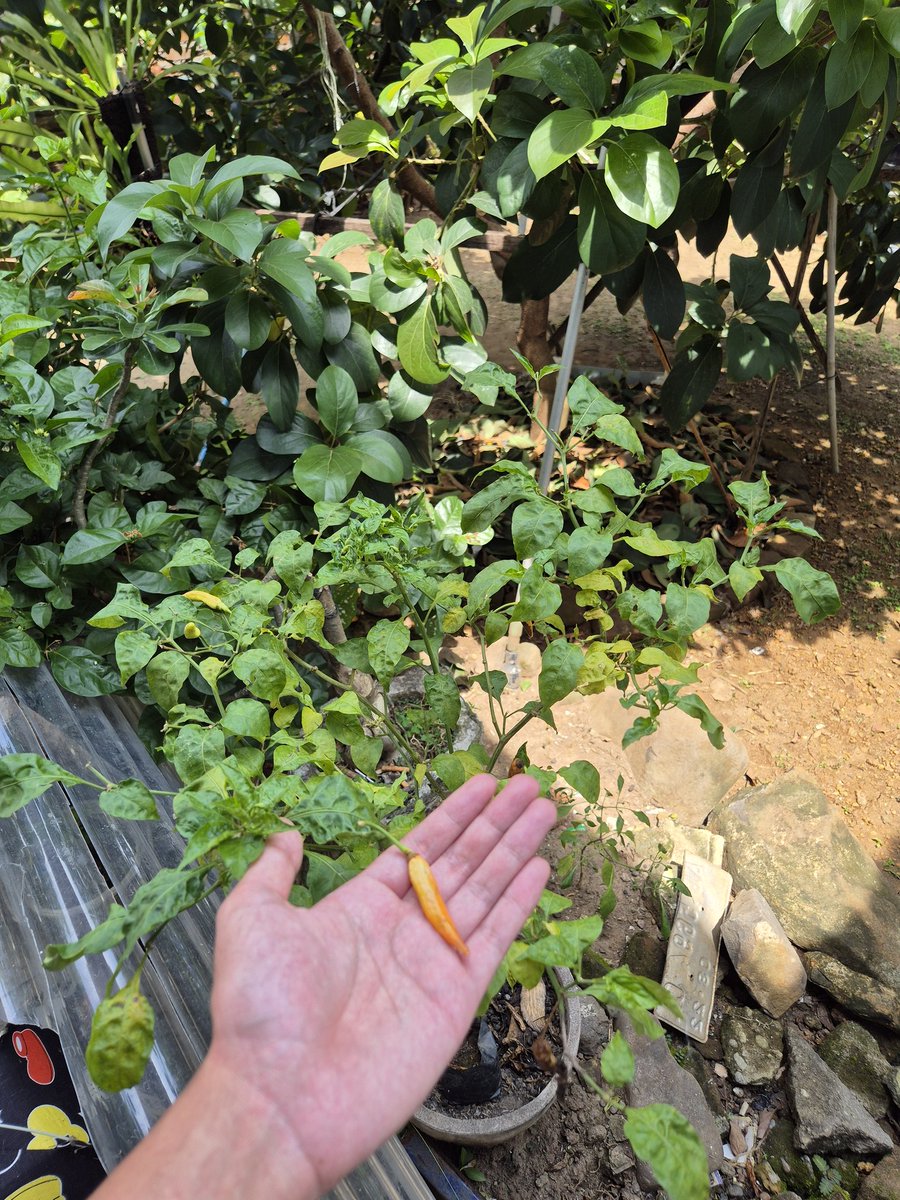 Arihaitham's tweet image. Tidak bisa 100% menyembuhkan bumi

Tapi setidaknya ikut menghijaukan rumah. In this economy kalo paceklik gaada uang setidaknya beli beras aja masih bisa makan. Ada terong, daun singkong, pepaya sama pisang. Sediit privileg tapi alhamdulillah bgt bersyukur atas rezeki ini