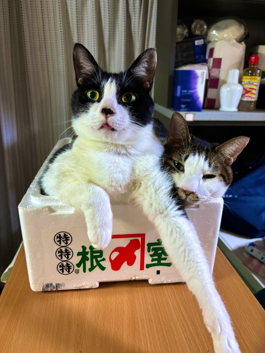 ソラママ😺😺💕 (@UcRevUwI7xf5CqS) / Posts / X