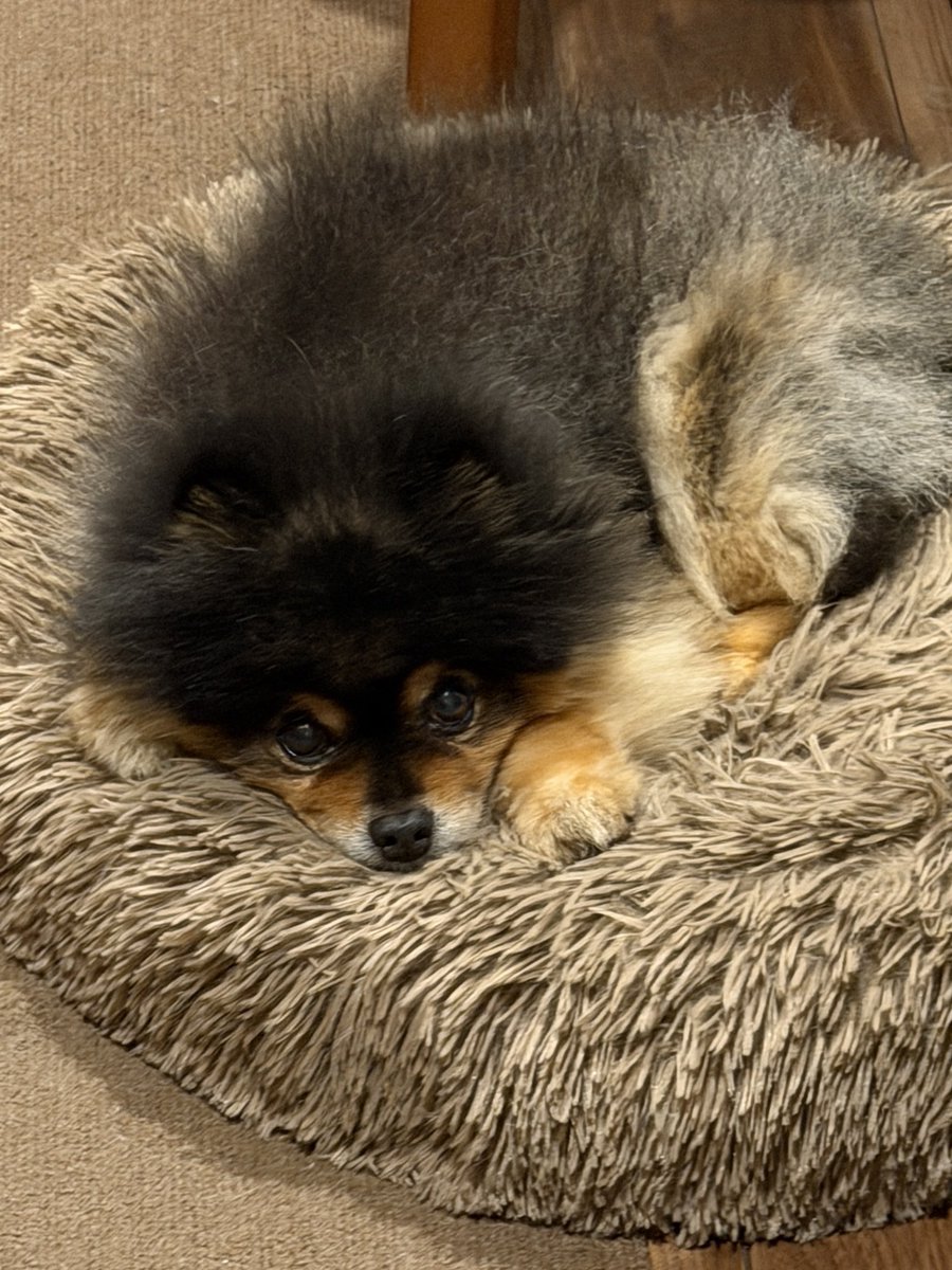 たろ吉(メスのポメ)の飼い主 (@kyabetubatake) / Posts / X