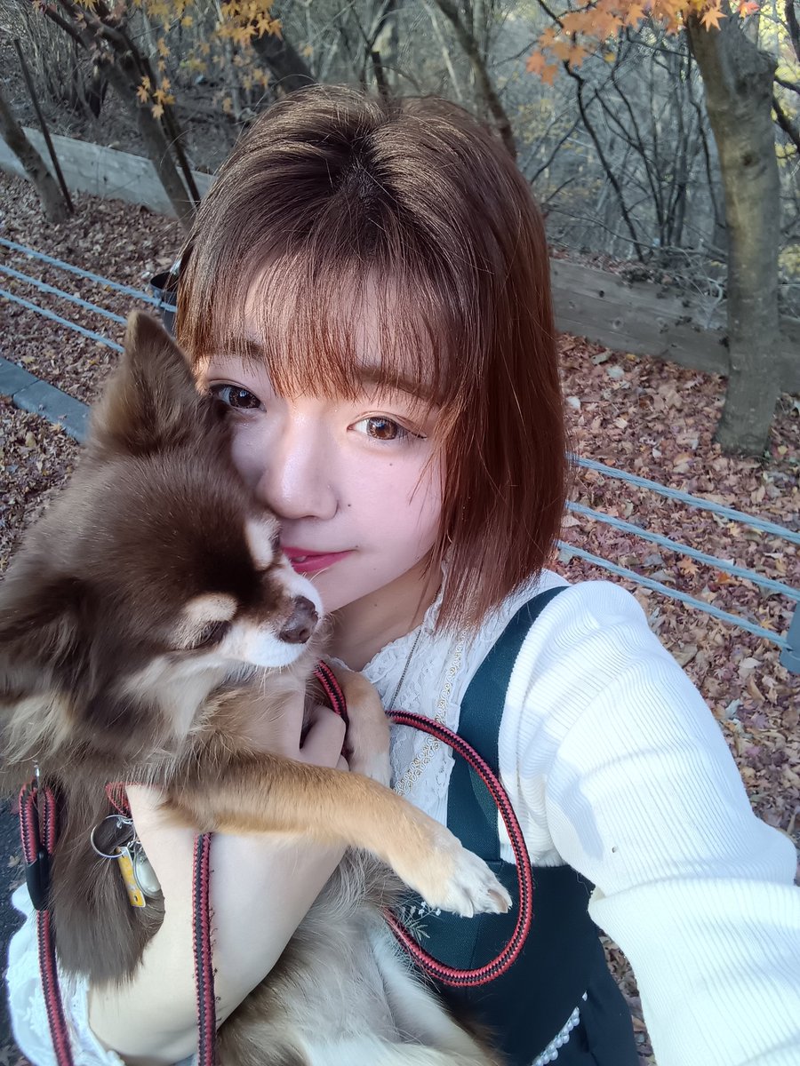 愛犬の姫ちゃんと長野へ旅行🚗³₃
紅葉が綺麗🍁
お出掛け日和で良かった🌞
 #長野県  #チワワ  #紅葉