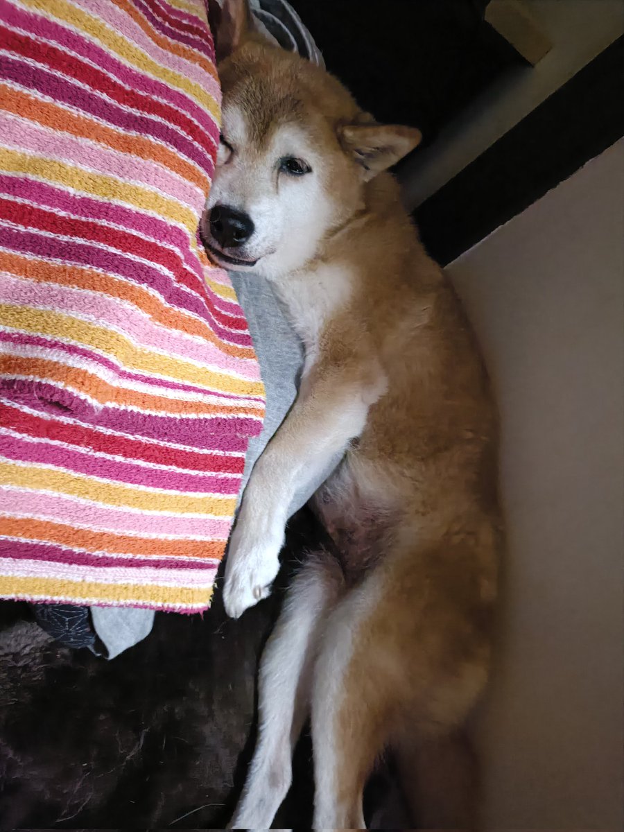 とろけ犬のんちゃん。15歳。