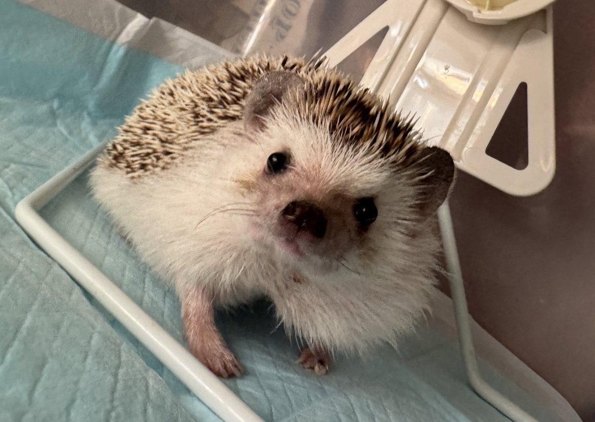 m_b_b_01's tweet photo. カメラ目線ありがとう🦔
爪切らないとね😂 https://t.co/VzV6rei8ml