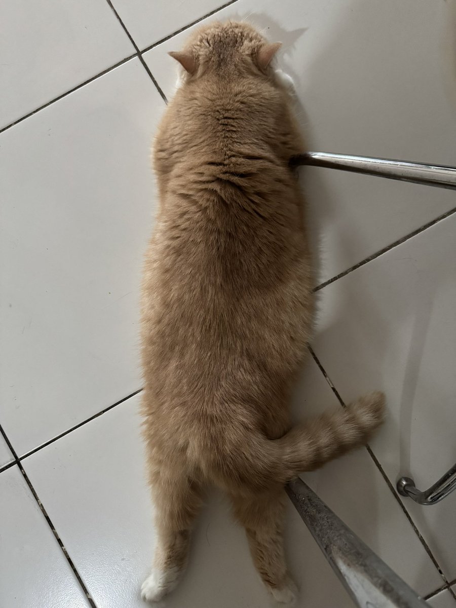 Sploot. #BiniTheExoticShorthair