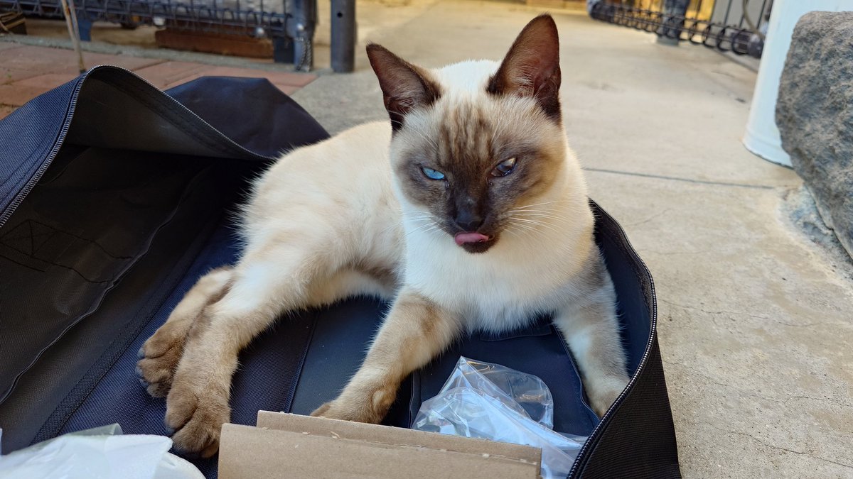 近所のシャム猫が遊びに来てる