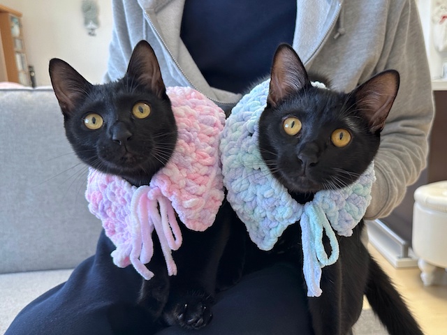 梅子の部屋 (@umeko9625yamato) / Posts / X