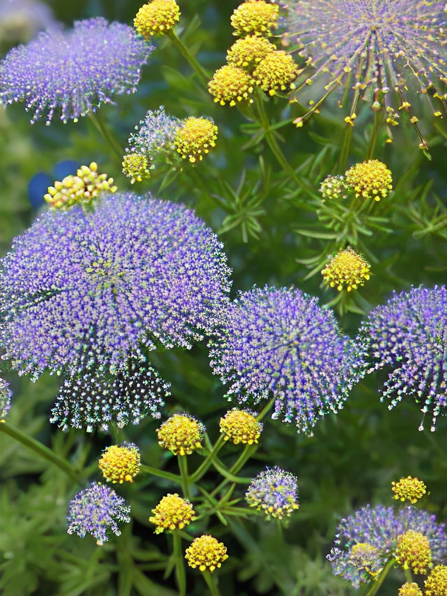 lhkjade921's tweet image. 🍃Good morning  happy Sunday 🌿
🍃Greetings from beautiful nature☘️
🍃A cheerful and bright day begins🌝