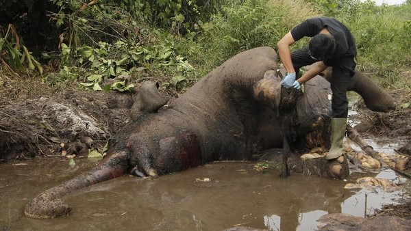 Harjomulyo1738's tweet image. Netes Air Mata saya.
700 Gajah Sumatera Mati karena Diburu-Diracun dalam 10 Tahun Terakhir.