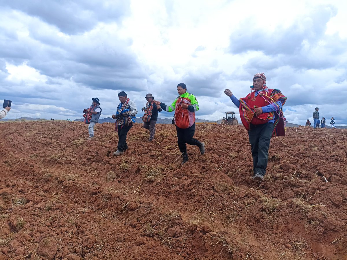 #Cusco | 🌱 En beneficio de más de 530 pequeños productores rurales de 40 distritos de la región, Agro Rural del Midagri continúa impulsando la siembra de pastos cultivados.

🐑#AgroCultivos