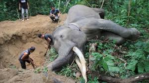 Harjomulyo1738's tweet image. Netes Air Mata saya.
700 Gajah Sumatera Mati karena Diburu-Diracun dalam 10 Tahun Terakhir.