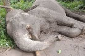 Harjomulyo1738's tweet image. Netes Air Mata saya.
700 Gajah Sumatera Mati karena Diburu-Diracun dalam 10 Tahun Terakhir.