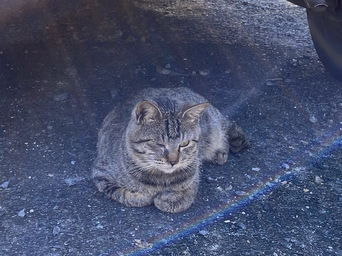 てんてんてまり❤️レア✨さくらてまり❤️❤️ 仮面ライダー