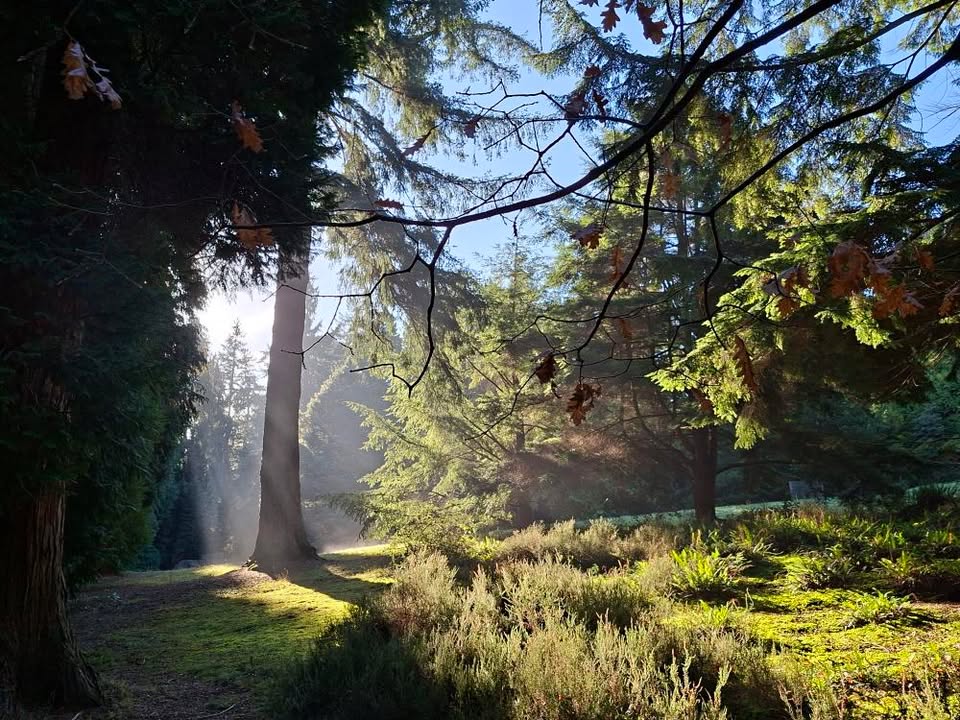 BBCRadioKent's tweet image. Thank you to Louise Standen for sending in today&apos;s #PhotoOfTheDay from Bedgebury National Pinetum and Forest 🌲📸