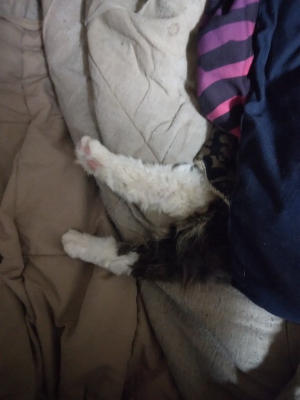 One of my cats got under the blankets last night..
He says it's cold thanks for the warm blankets.
This is Stashlee...

🌹 💐 🌼 🌸 🌻 🌹 🌹 🌹 🌹 🌹 🌹