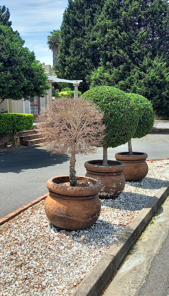 JacquesDirect's tweet image. I had to pull over and take a photo when I spotted these three pots, each with its own tiny tree. In that instant, an ah-ha moment lit up in my mind: THREE TREES, ONE STORY, BEAUTY DOESN'T DISAPPEAR WHEN LIFE GETS QUIET.