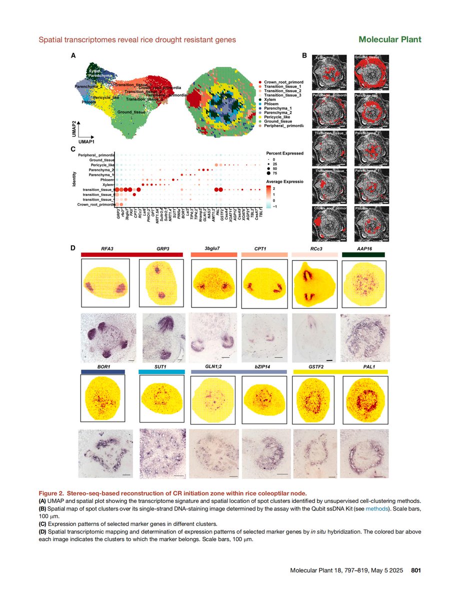 ST_Omics's tweet image. Roots are the anchor of life! 🔍🌱STOmics Stereo-seq, in @MolecularPlant, maps HMGB1 to root sclerenchyma cells—unlocking genetic secrets for drought resistance &amp;amp; next-gen precision breeding.🔗 doi.org/10.1016/j.molp…
#SpatialTranscriptomics #Rice #PlantSci #AgriTech