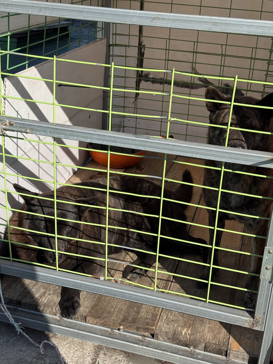 세 진도 멍무들에게 새가족을 찾아줘야하는데 어디서부터 시작해야하는지 모르겠습니다 🥲..