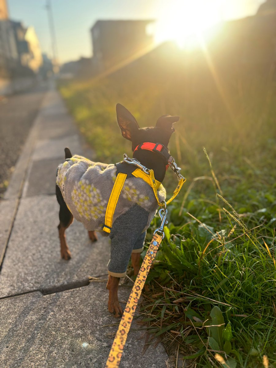 薔薇子™ (@vallaco) / Posts / X