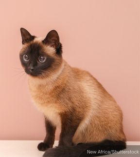 NewsBFM's tweet image. Thailand’s cabinet has approved a proposal to recognise the Thai cat as a national pet symbol to preserve heritage and boost economic potential, citing historical and genetic evidence of its unique traits.

The move also aims to protect ownership rights, prevent foreign…